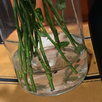 Görsele Uygun Olmayan Çiçekler Hayal Kırıklığı Yarattı