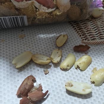 Kurtlu Fıstık Mağduriyeti