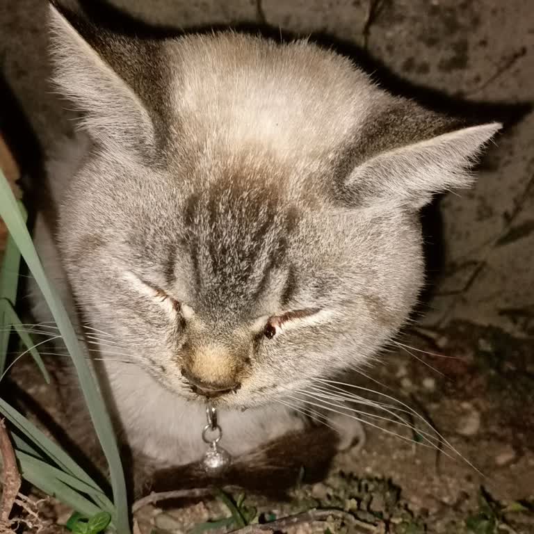 Kedimizin Kısırlaştırılması İçin Yardım Bekliyoruz