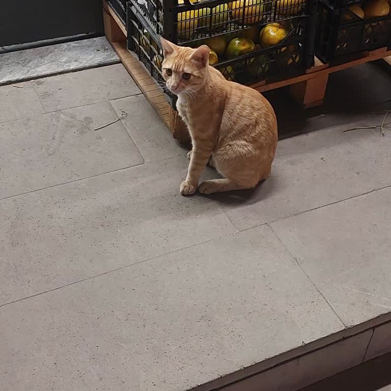 Mağaza Müdürünün Hayvanlara Kaba Davranışı