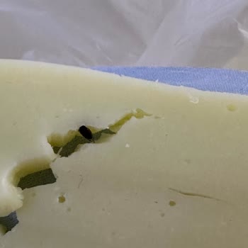 Uğuray Süt Mamülleri Şirketi Şikayeti