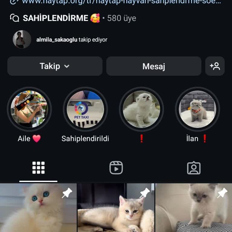 Instagram Sahte Kedi Sahiplendirme Hayal Kırıklığı!