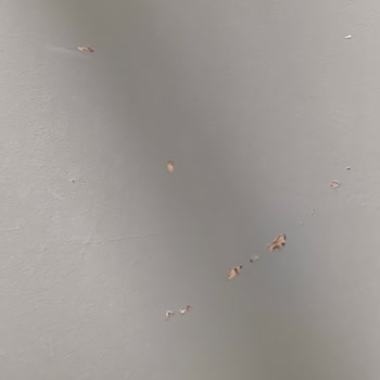 Bianca Stella Boya İle Hayal Kırıklığı: Duvarlarda Sürekli Dökülme