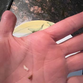 Köftelerin İçinden Çıkan Yabancı Maddeler