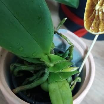 Hayal Kırıklığı Yaratan Orkide Teslimatı