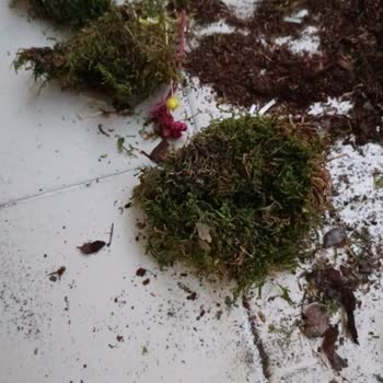 Hayal Kırıklığı Yaratan Orkide Teslimatı