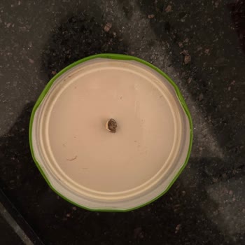 Garnitür İçindeki Gizemli Çürük Madde Şoku