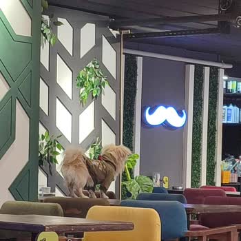 Bayramefendi Osmanlı Kahvecisi Hijyen Sorunu Ve Evcil Hayvanlar