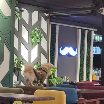 Bayramefendi Osmanlı Kahvecisi Hijyen Sorunu Ve Evcil Hayvanlar