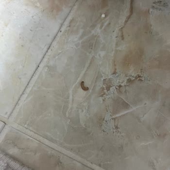 Güvendiğimiz Markadan Kurt Şoku