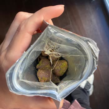 Fropie Kids Hurma Toplarında Böcek Şoku