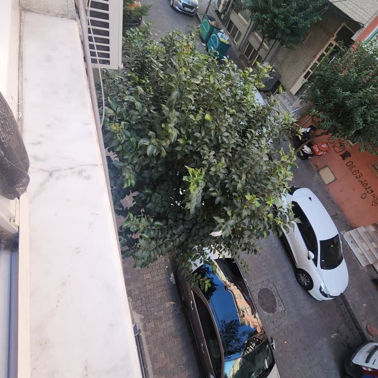 Acil Ağaç Budama Talebi: Görüş Engeli Ve Sinek Sorunu