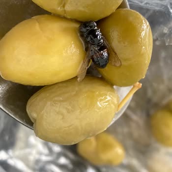 Kahvaltıda İstenmeyen Misafir: Kara Sinek