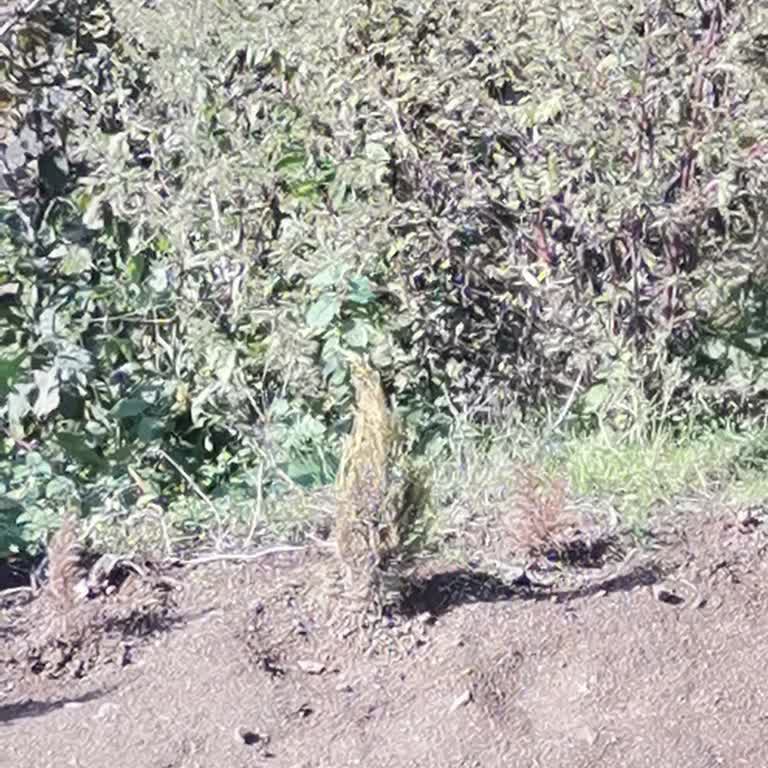 Liba Botanik Siparişimi Farklı Göndererek Zarara Uğrattı!