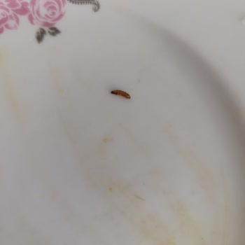 İndomi Noodle'da Kurt Şoku: İlk Kez Karşılaştığım Korkunç Deneyim