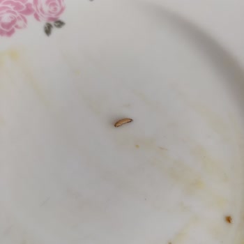 İndomi Noodle'da Kurt Şoku: İlk Kez Karşılaştığım Korkunç Deneyim