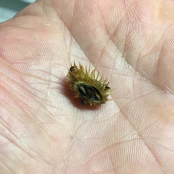 Cezeryeci Kadir'den Cezerye Alışverişinde Hayal Kırıklığı Ve Sağlık Tehlikesi!