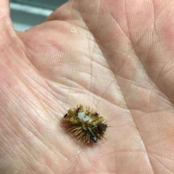 Cezeryeci Kadir'den Cezerye Alışverişinde Hayal Kırıklığı Ve Sağlık Tehlikesi!