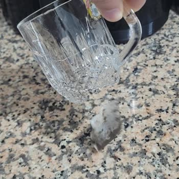 Paşabahçe Çay Bardaklarının Kalitesi Ve Güvenliği Sorunu!