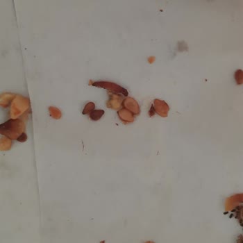Musluoğlu Baklava Karapürçek Şubesi Hijyen Sorunu!