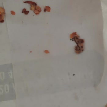 Musluoğlu Baklava Karapürçek Şubesi Hijyen Sorunu!