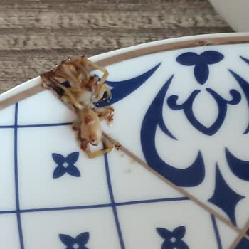 Bafra Kavalcıoğlu Türk Kahvesinin İçinden Çıkan Yabancı Cisim