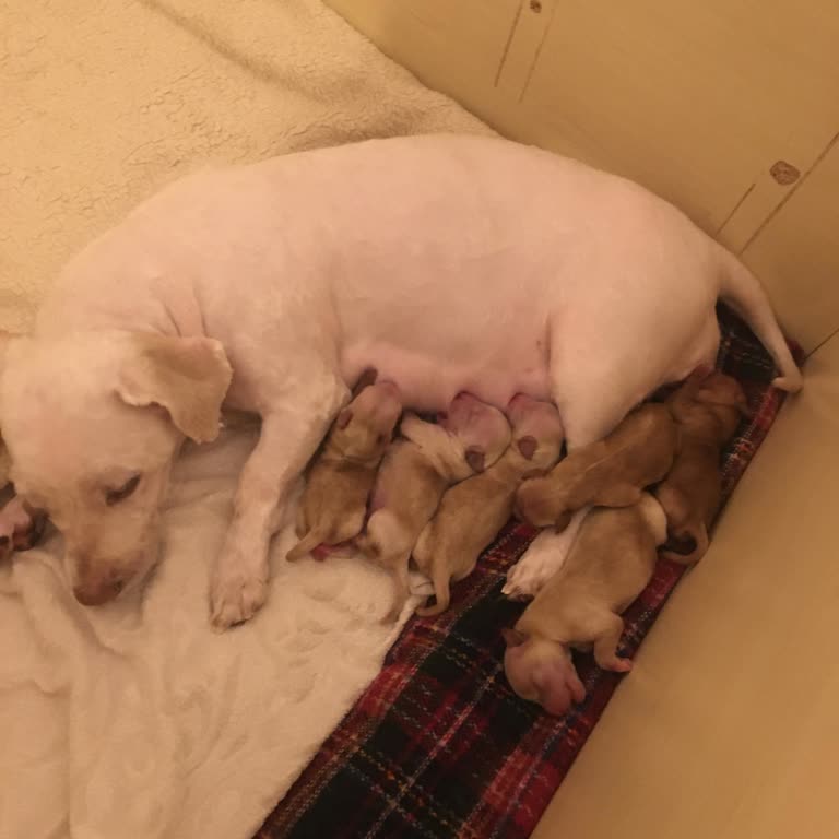 Bahçeşehir Köpek Oteli Şikayeti