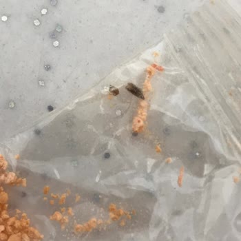 Bebek Tarhanasında Böcek Şoku