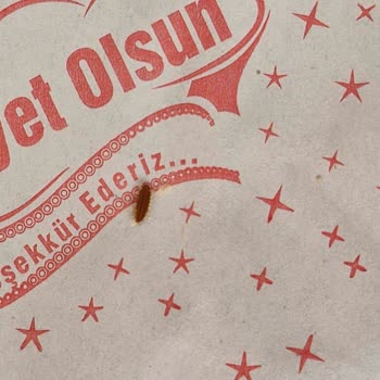 Zeytinde Böcek Şoku: Tüketici Mağduriyeti