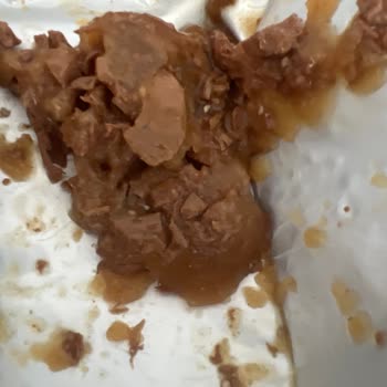 Bozuk Mama Nedeniyle Zehirlenen Kedi