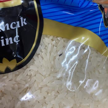 Hakmar'da Böcekli Pirinç Şoku