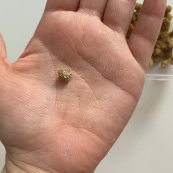 Taş Çıkan Dut Kurusu İle Tehlikeli Deneyim