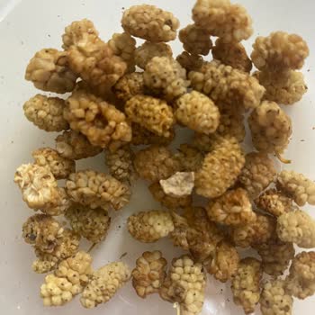 Taş Çıkan Dut Kurusu İle Tehlikeli Deneyim