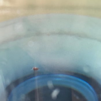 Danone Hayat İçecek Damacanalarında Hijyen Sorunu