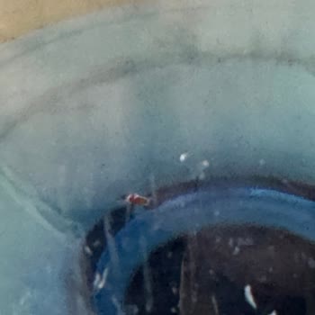 Danone Hayat İçecek Damacanalarında Hijyen Sorunu