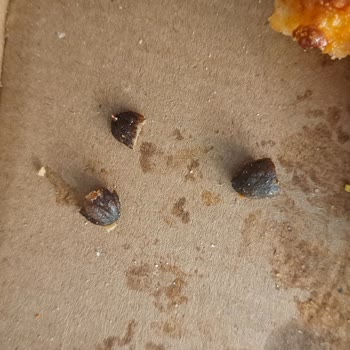 Domino's Pizza'da Güvenlik Ve Kalite Sorunu