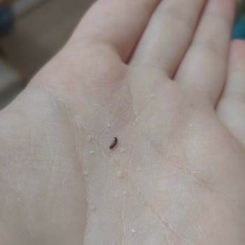 BİM'den Aldığım İrmiğin İçinden Böcek Çıktı