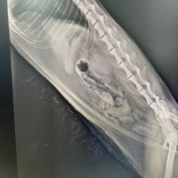 Veteriner Müdahalesi Sonrası Kedimizin Kaybı