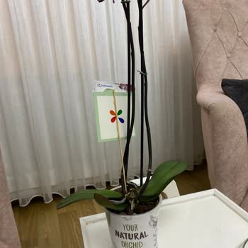 Orkide Siparişi Hayal Kırıklığı: Yoğurt Kabında Gelen Saksı