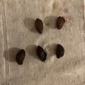 Doğal Zeytinlerde Şüpheli Renk Sorunu