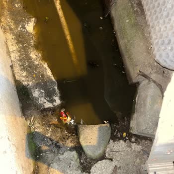 Tuzla'da Süregelen Kötü Koku Sorunu Ve İSKİ'nin İlgisizliği