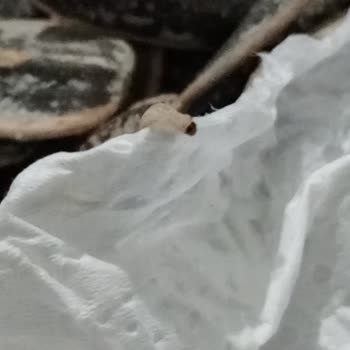 Çekirdek Keyfi Kurtla Bozuldu