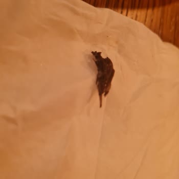 Ganache Patisserie Altunizade Şikayeti