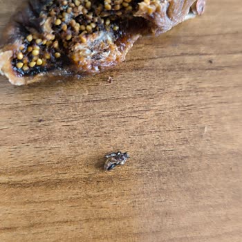 A101 Kuru İncirden Çıkan Böcek Şoku