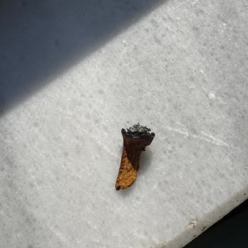 Marlboro Kalitesindeki Düşüşe Tepki