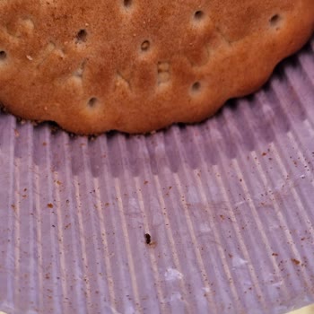 Ülker Çokoprens'ten Çıkan Böcekler Şaşırttı