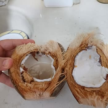 Bozuk Hindistan Cevizi Hayal Kırıklığı