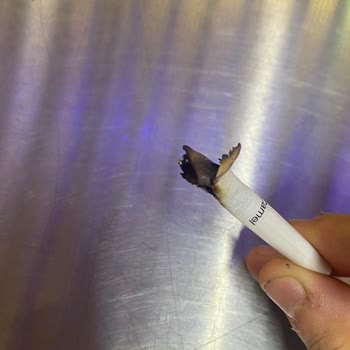 Camel Sigara İçinde Odun Parçası Şoku