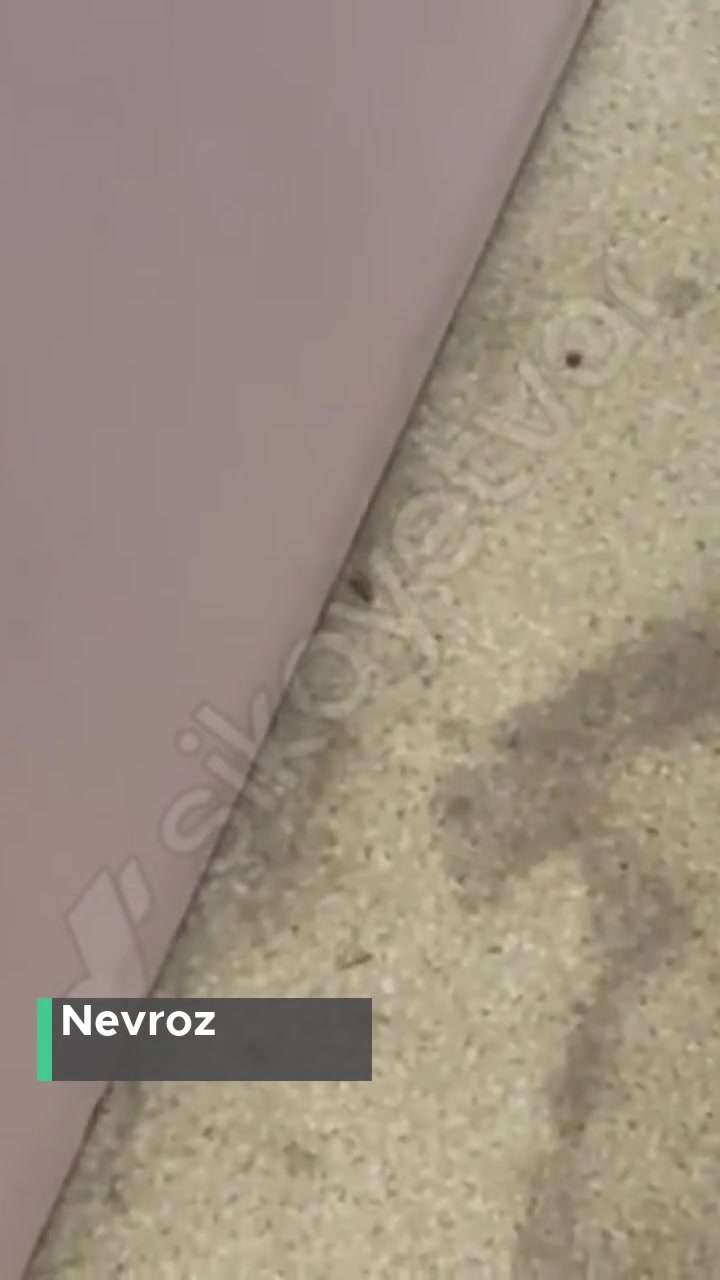 Gazi Yaşargil Eğitim Araştırma Hastanesi Kadın Doğum Böcek Kaynıyor! videonun kapak resmi