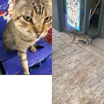Kayıp Kedi Ve A101'in Sorumluluğu